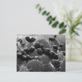 Cactus candy postkarte (Stehend Vorderseite)