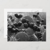 Cactus candy postkarte (Vorne/Hinten)