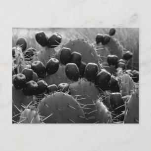 Cactus candy postkarte