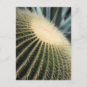 Cactus Card Postkarte