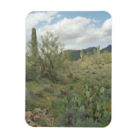 Cactus Coloring Decorative Wüstenmagnet