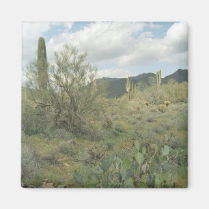 Cactus Coloring Desert Kühlschrank Magnet