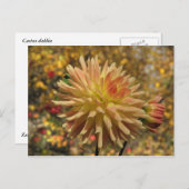 Cactus Dahlia Postcard Postkarte (Vorne/Hinten)