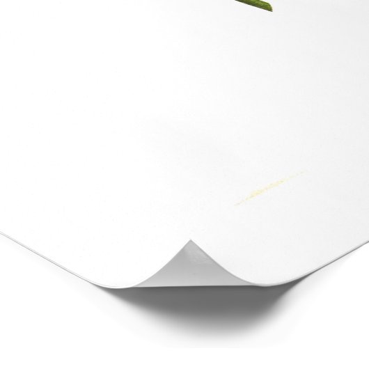 Cactus Dahlias Poster (Ecke)