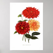 Cactus Dahlias Poster (Vorne)