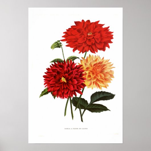 Cactus Dahlias Poster (Vorne)