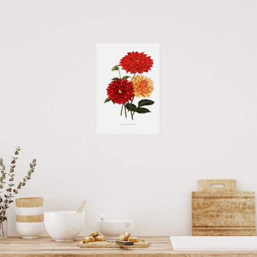 Cactus Dahlias Poster (Küche)