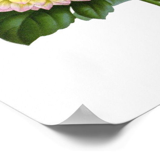 Cactus Dahlias Poster (Ecke)