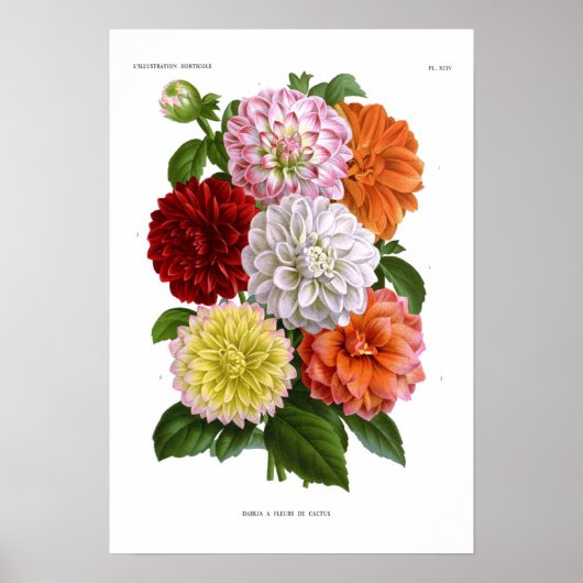 Cactus Dahlias Poster (Vorne)