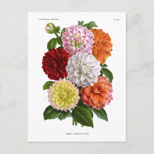 Cactus Dahlias Postkarte (Vorderseite)