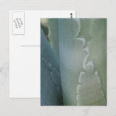 Cactus Detail Postcard Postkarte (Vorne/Hinten)