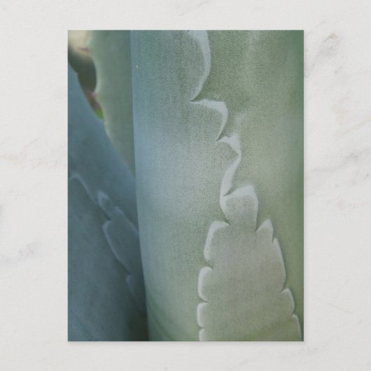 Cactus Detail Postcard Postkarte (Vorderseite)