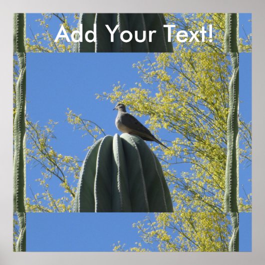 Cactus Dove Poster (Vorne)
