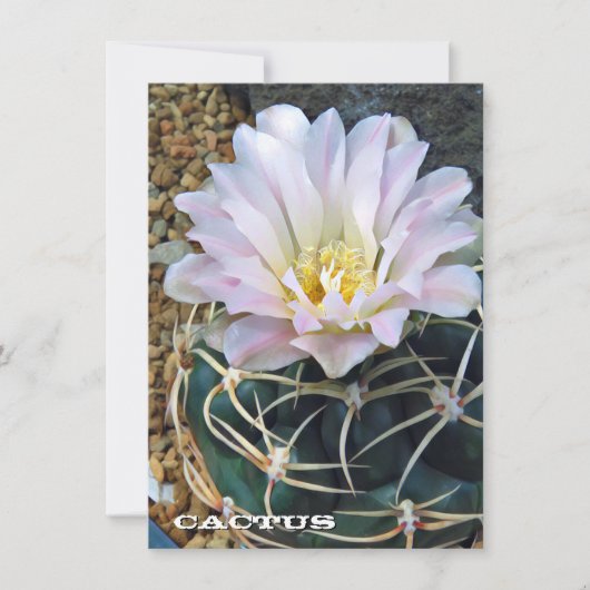 Cactus: Flat Card (Vorderseite)