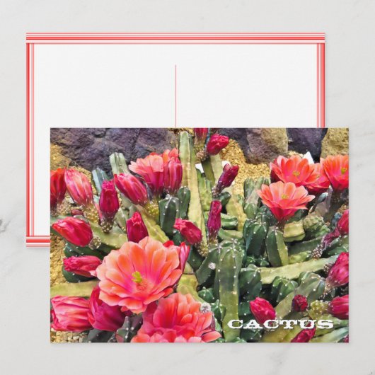 Cactus: Flat Card (Vorne/Hinten)