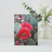 Cactus Flowers Deep Pink Blooms Postkarte (Stehend Vorderseite)