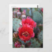 Cactus Flowers Deep Pink Blooms Postkarte (Vorne/Hinten)