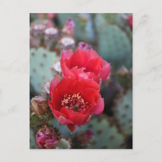 Cactus Flowers Deep Pink Blooms Postkarte (Vorderseite)