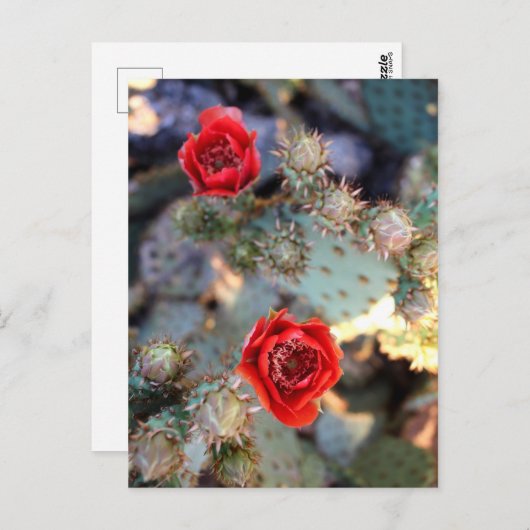 Cactus Flowers Red Blooms Postkarte (Vorne/Hinten)
