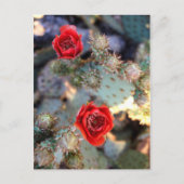 Cactus Flowers Red Blooms Postkarte (Vorderseite)