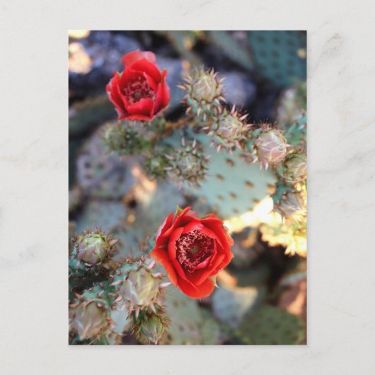 Cactus Flowers Red Blooms Postkarte (Vorderseite)