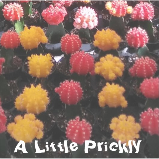 Cactus Fruit Aufkleber (Vorderseite)