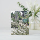 Cactus Garden at Balboa Park Postkarte (Stehend Vorderseite)