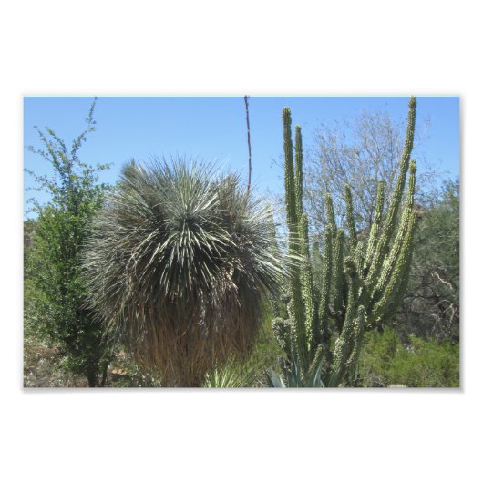 Cactus Garden Fotodruck (Vorne)