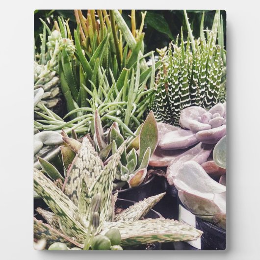 Cactus Garden Fotoplatte (Vorderseite)