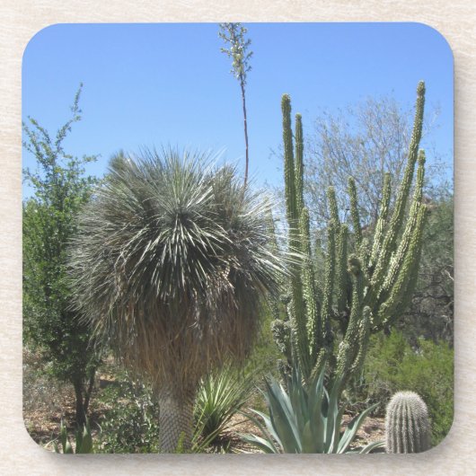 Cactus Garden Getränkeuntersetzer (Vorderseite)