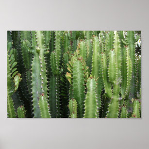 Cactus Garden Poster