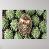 Cactus Garden Poster (Vorne)