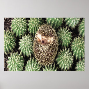 Cactus Garden Poster