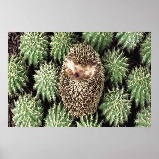 Cactus Garden Poster (Vorne)