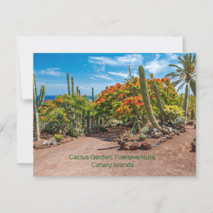Cactus Garen, Fürteventura, Kanarische Inseln, Postkarte