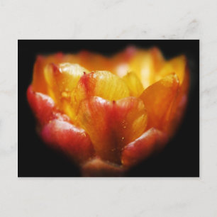 Cactus Glow Postkarte