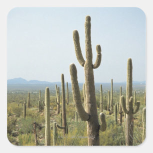 Cactus in Saguaro National Park , Arizona 2 Quadratischer Aufkleber