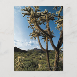 Cactus in Saguaro National Park , Arizona Postkarte