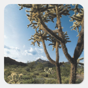 Cactus in Saguaro National Park , Arizona Quadratischer Aufkleber