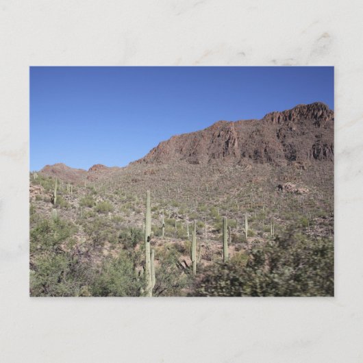 Cactus Landscape Postkarte (Vorderseite)