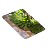 Cactus Magnet (Rechte Seite)