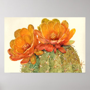Cactus Orange Blossoms Poster