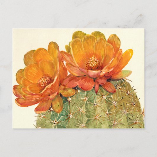 Cactus Orange Blossoms Postkarte (Vorderseite)