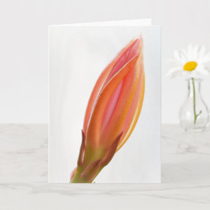 Cactus Orchid Bud Orange Blume Art Note Card Karte