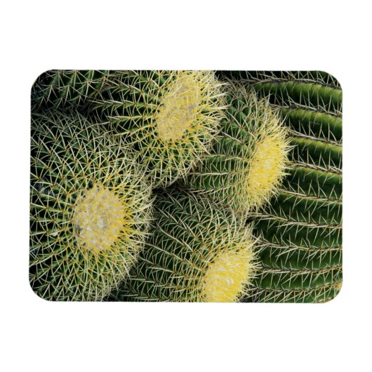Cactus Pattern Magnet (Horizontal)