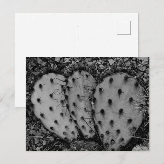 Cactus Portrait B/W Postkarte (Vorne/Hinten)