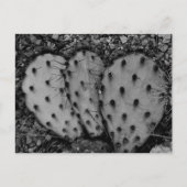 Cactus Portrait B/W Postkarte (Vorderseite)