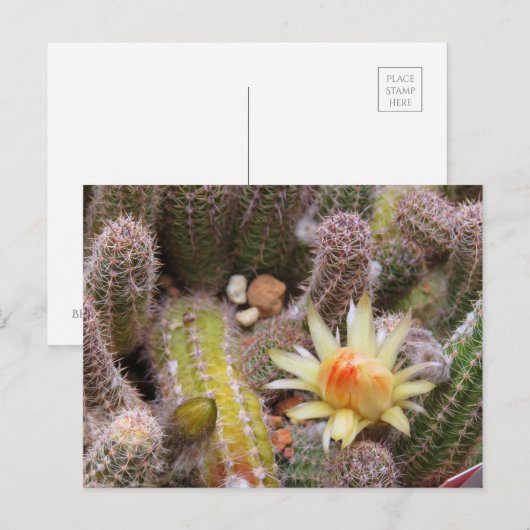 Cactus：Postcard Postkarte (Vorne/Hinten)