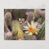 Cactus：Postcard Postkarte (Vorderseite)