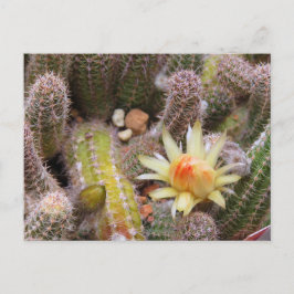 Cactus：Postcard Postkarte